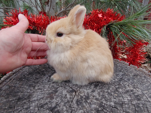 EXTRAORDINARY NETHERLAND DWARF BABY BUNNY RABBITS in Small Animals for Rehoming in Oshawa / Durham Region - Image 4