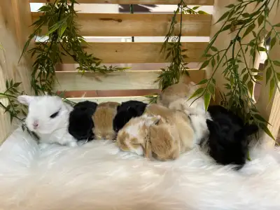 Neuf merveilleux petits lapins béliers hollandais se cherchent une famille pour la vie. Manipuler ch...