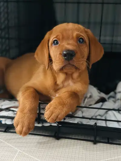 Looking for peace of mind and the perfect companion? We offer lifetime support to all our puppy owne...