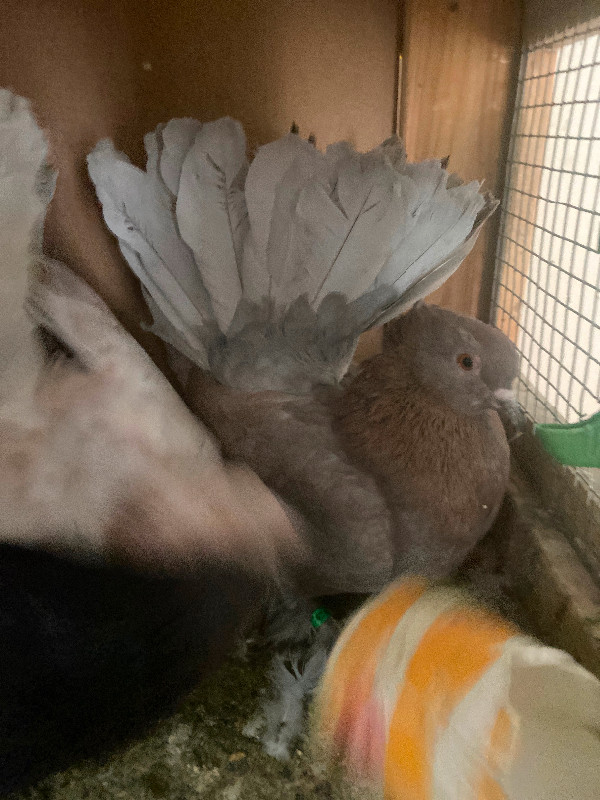 fantail pigeons in Birds for Rehoming in Edmonton