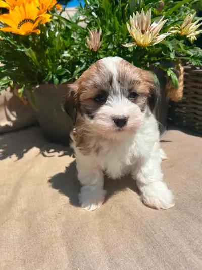 Shih tzu/Maltese puppies, View more