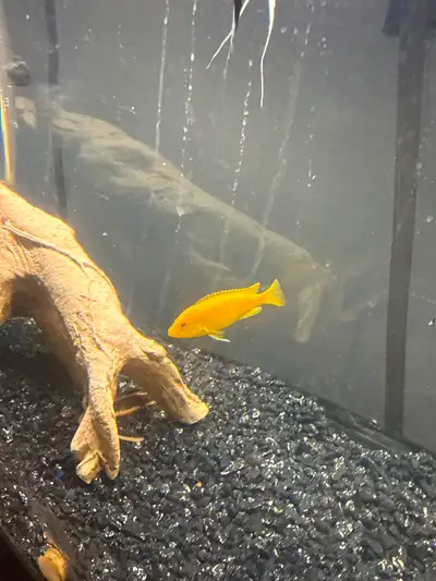 Electric yellow cichlid, View more