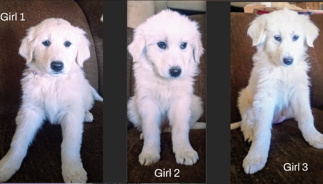 Great Pyrenees Puppies looking for work. in Dogs & Puppies for Rehoming in Yarmouth - Image 4