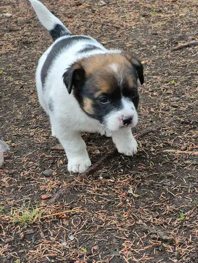 Puppies looking for loving homes, View more