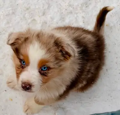 Chiots Bergers Australiens, View more