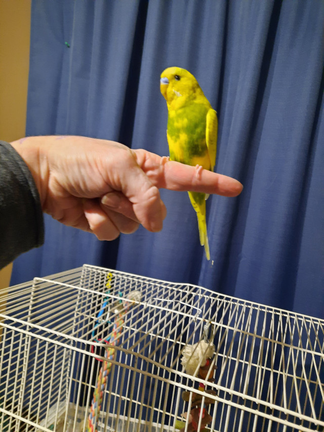 Perruche mâle dans Oiseaux à adopter  à St-Georges-de-Beauce