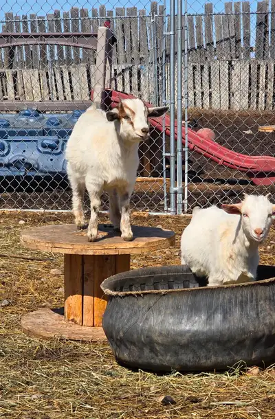 Nigerian Dwarf  Doelings., View more