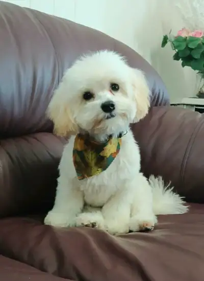 Very friendly bouncy adorable doggy friend for somebody. Comes with food, bed, leash, coat Etc. Has...