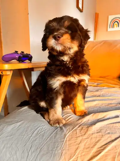 Mini Bernedoodles, View more