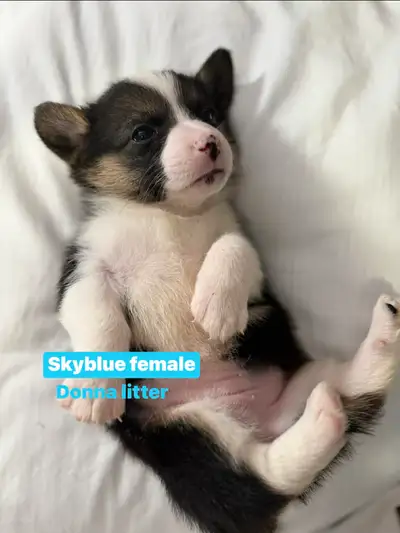 Pembroke Welsh Corgi Pink female sold Brown male sold Ready to a new home by May 1stweek Very lovely...
