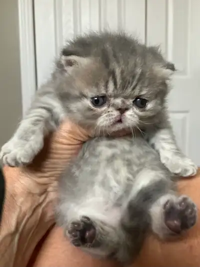 Quality Exotic Shorthair kitten, View more