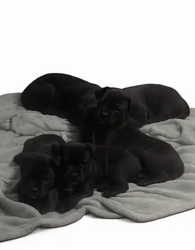 Adorable Puppies Ready for Their Forever Homes!, View more
