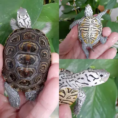 Tortues a vendre/Turtles for sale *En spéciale*, View more