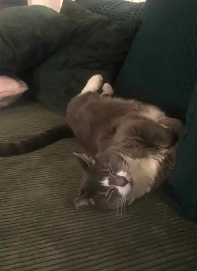 Two outdoor cats, one is a hyland lynx, and the others a grey tabby. For free, includes their food a...