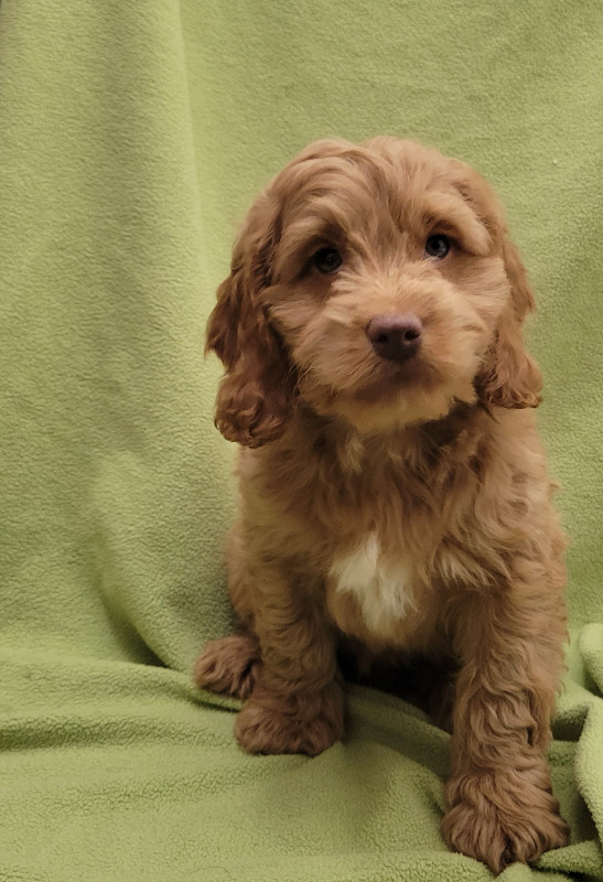 Cockapoo puppies in Dogs & Puppies for Rehoming in Oshawa / Durham Region