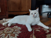 Flame point siamese male kitten (9 months old)