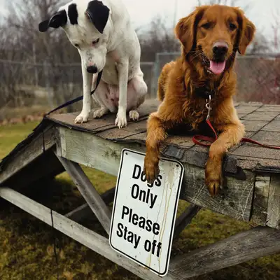 Puppy Pals Dog Services is accepting new dogs!!!, View more