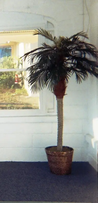 FULL GREEN ARTIFICIAL FLORIDA PALM TREE at 6-FT TALL, View more