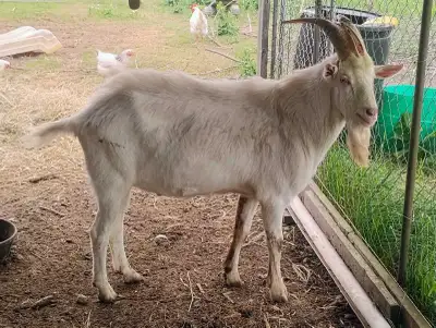 I have a intact saanen goat for sale. I bought him from a dairy goat farm at 10 days old, he was bor...