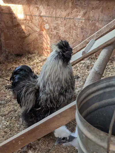Silky Breeding pairs, View more