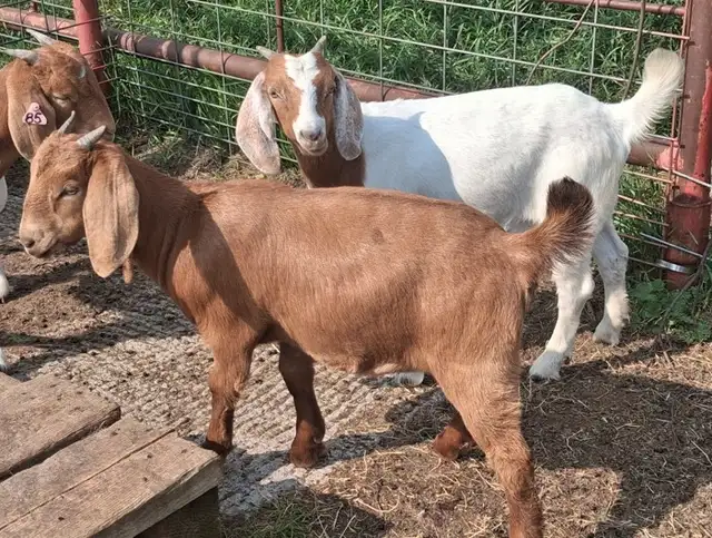 Boer Doeling Goats.  These female goats were born April 7 - 17. in Livestock in Lloydminster - Image 5