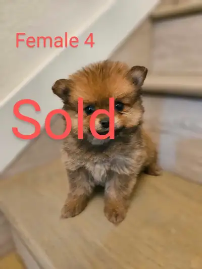 adorable pomeranian puppies ready to go, View more