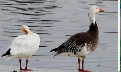 Recherche femelle oie des neiges, jeune ou mature, blanche ou bleue. Si vous connaissez des éleveurs...