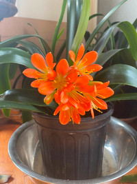 Blooming Natal Lilies, gorgeous pink orange flower with planter