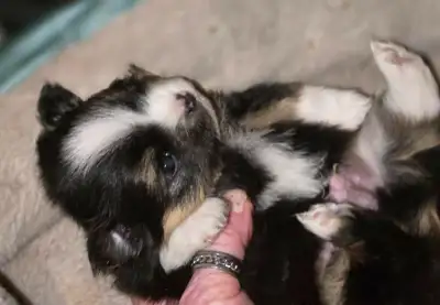 first few pic where done today jan 12...2 boys 2 girls........they most black but there colours are...