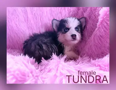 Puppies For Sale , View more