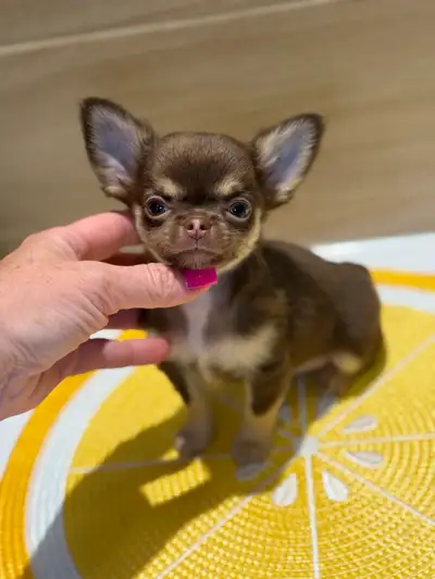 mini chihuahua in Dogs & Puppies for Rehoming in Canada | Kijiji