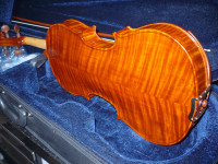 Viola 15" beauty