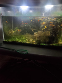 30 liter fish tank for sell has 20 live fish come with