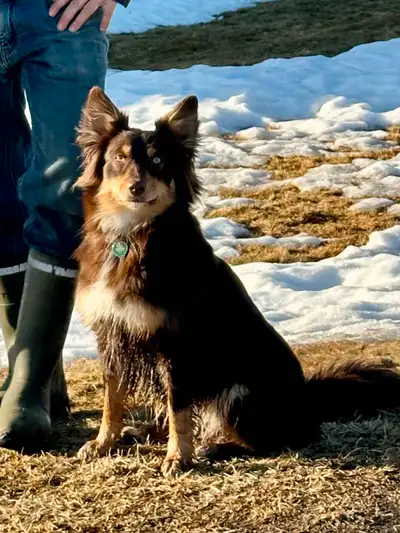 Berger australien (Myka) cherche sa nouvelle famille. Chienne de 2 ans, opérée, vétérinaire a jour....