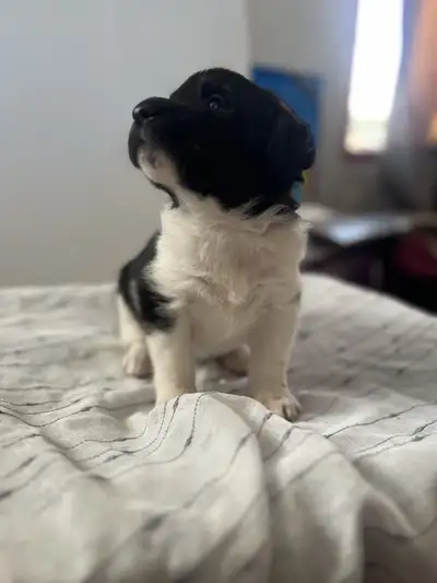 CUTE LABRADOR PYRANESE CROSS PUPS, View more