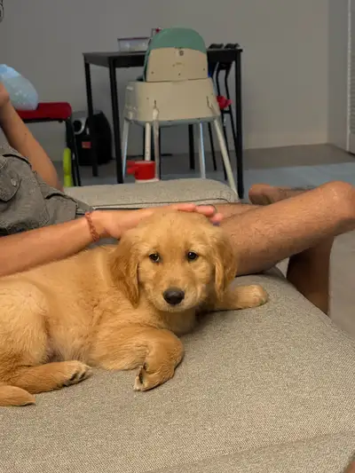 Male Golden Retreiver Puppy for Sale , View more