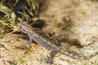 Mourning Geckos, View more