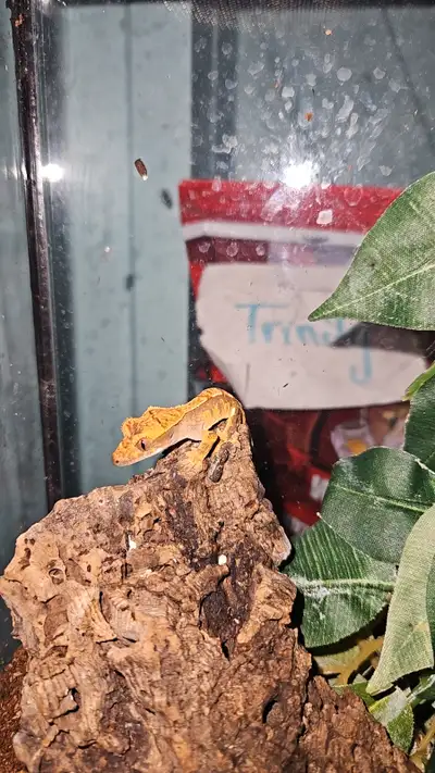 Baby Harlequin with portholes Crested gecko