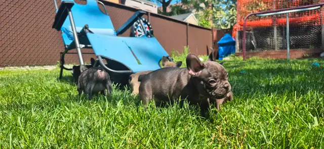 Chiots bouledogue français in Dogs & Puppies for Rehoming in Longueuil / South Shore - Image 5