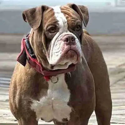 Puppies Olde English Bulldogge, View more