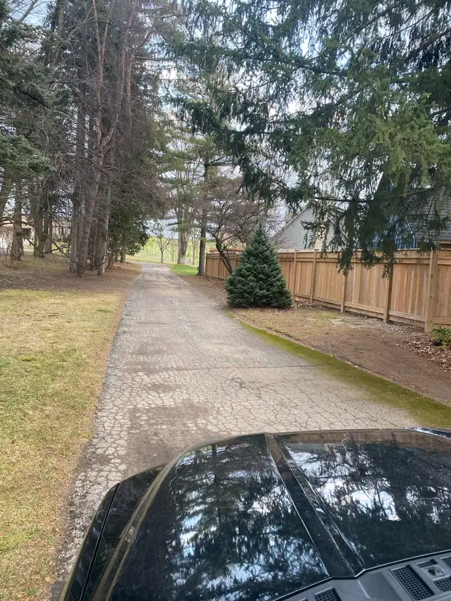 Spring Lawn Clean Ups405286141014855682