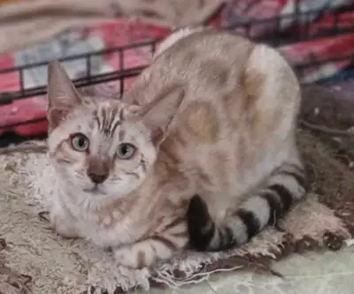 Faite vite chaton bengal male snow de haute qualité, View more