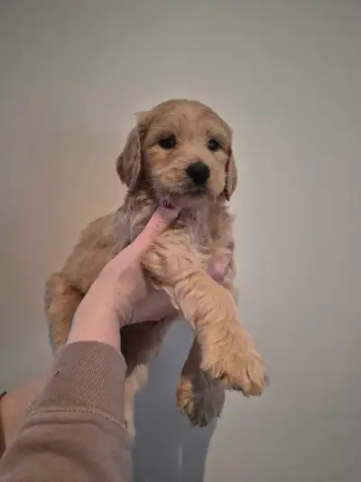 Goldendoodle puppies for sale, View more