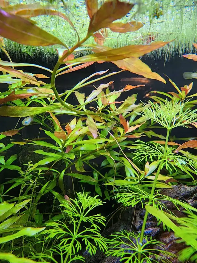 8 types fresh aquarium plant trimmings + 2 floating plan in Fish for Rehoming in Oakville / Halton Region - Image 6