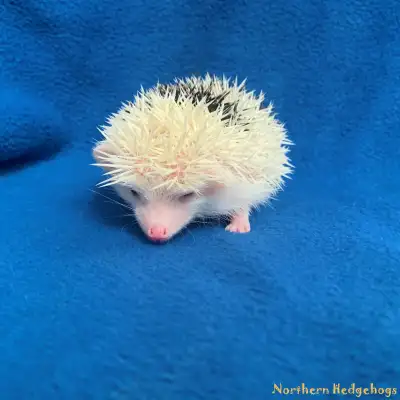 Pedigreed Hedgehog Babies from Ethical Breeder, View more