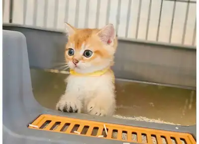 purebred british short hair golden shaded kitten boy, View more