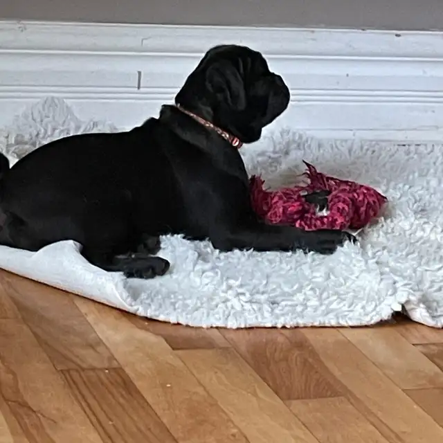 pug puppy in Dogs & Puppies for Rehoming in West Island - Image 7