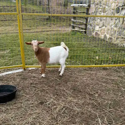 female Boer goat , View more