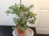13) Extra Large JADE Plant healthy growth home decor indoor hous