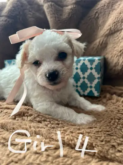 Bichon fries Puppies sale 4 left, View more